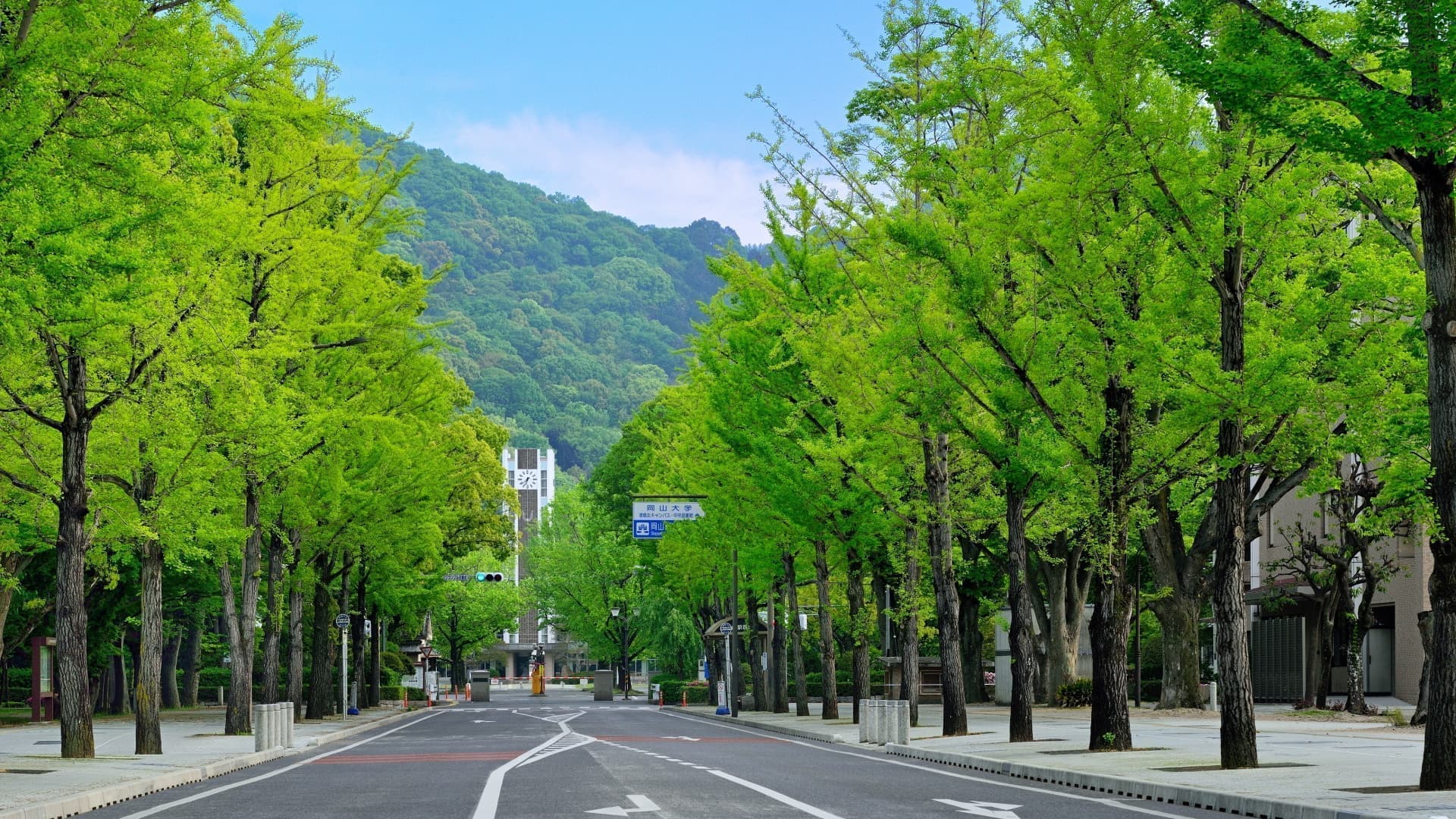 bg_tsushima008_ichounamiki.jpg